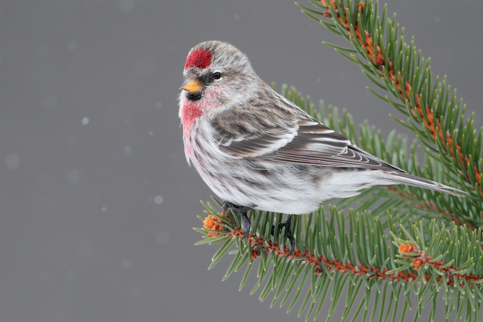 Amazing Common Redpoll Pictures & Backgrounds