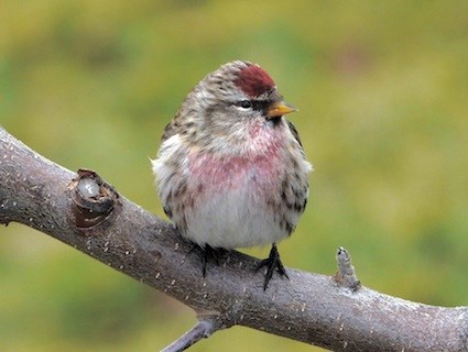 Common Redpoll High Quality Background on Wallpapers Vista