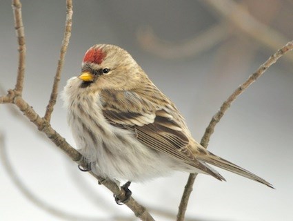 HQ Common Redpoll Wallpapers | File 25.45Kb