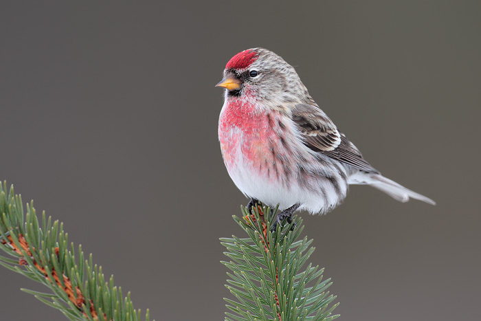 HQ Common Redpoll Wallpapers | File 76.21Kb