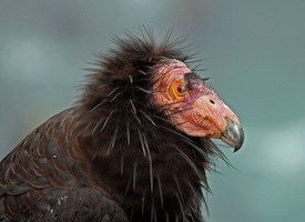 Nice Images Collection: Condor Desktop Wallpapers
