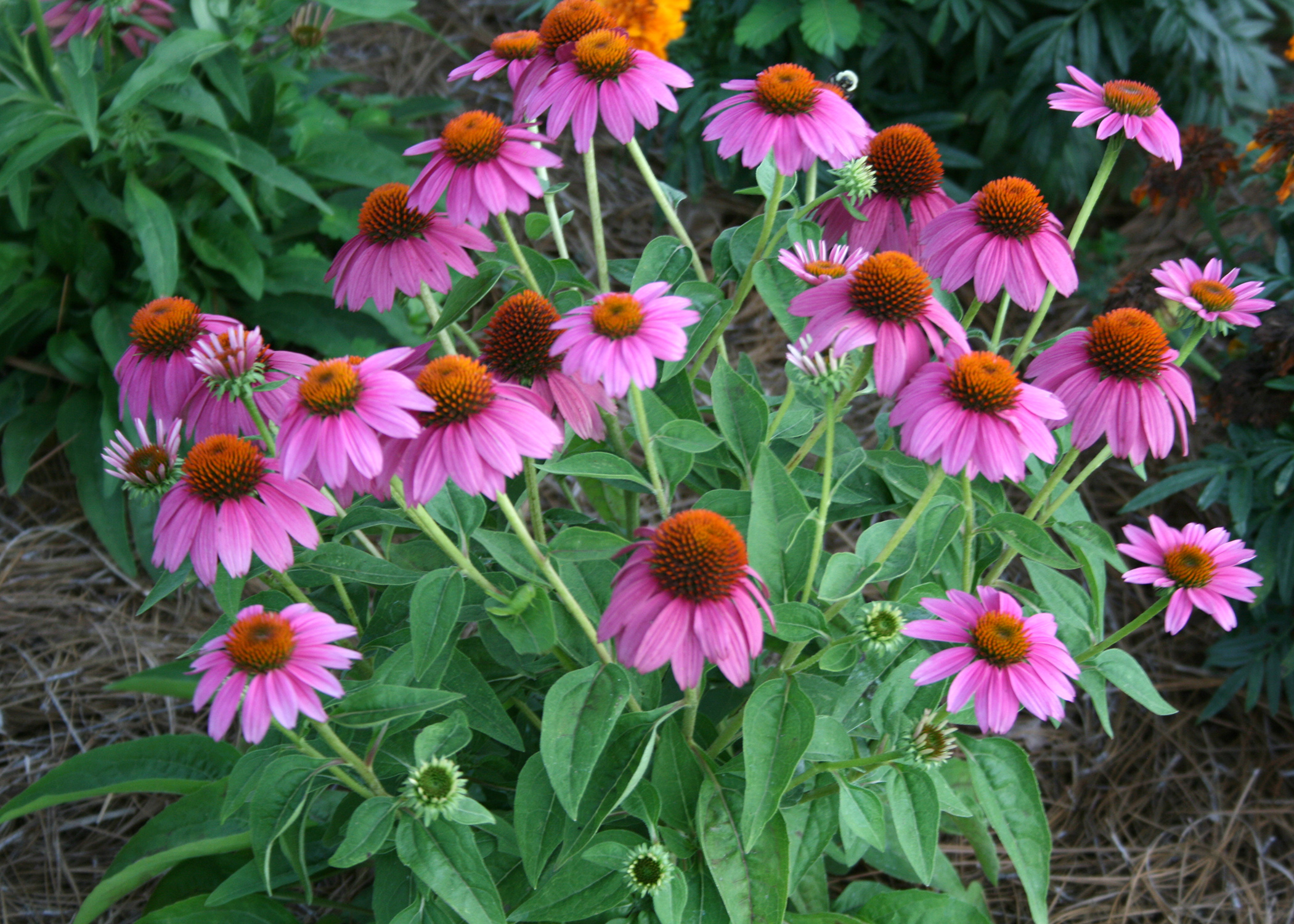 Coneflower #7