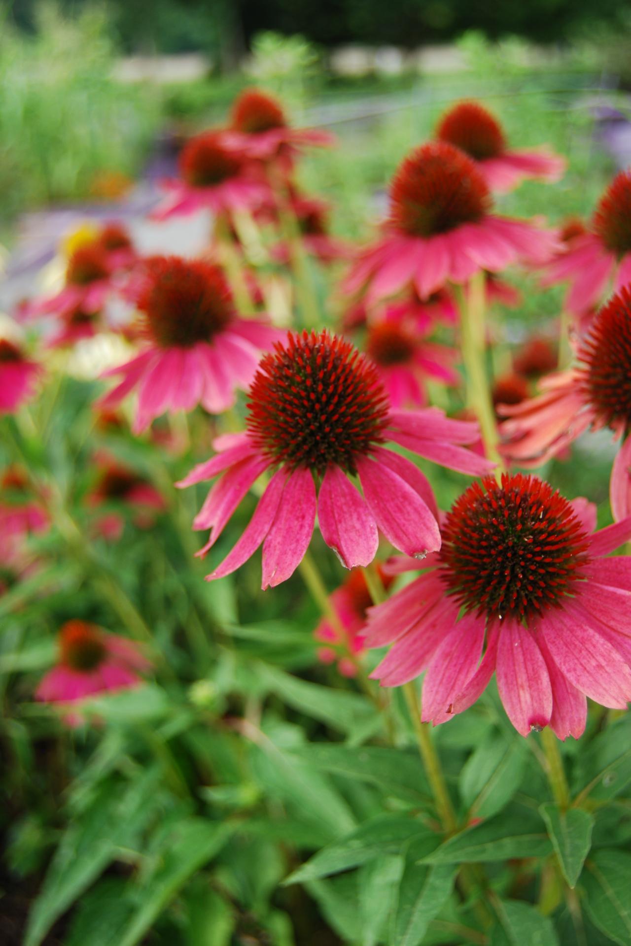 Nice wallpapers Coneflower 1280x1920px