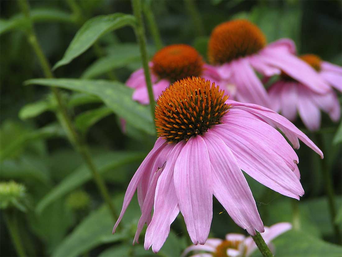 Amazing Coneflower Pictures & Backgrounds