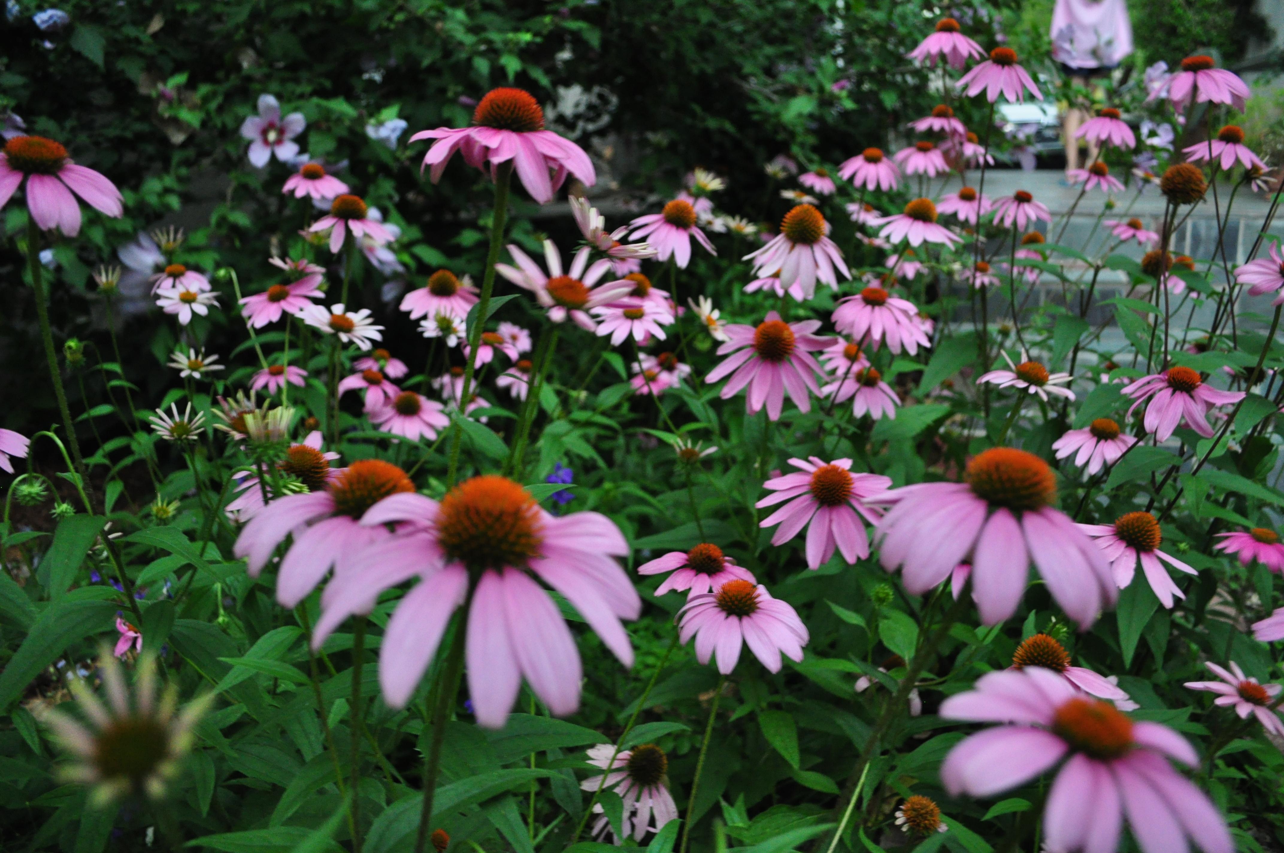 Coneflower Backgrounds, Compatible - PC, Mobile, Gadgets| 4288x2848 px