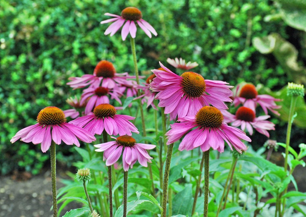Coneflower Backgrounds on Wallpapers Vista
