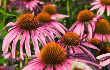 Coneflower Pics, Earth Collection