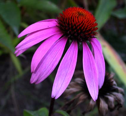 Amazing Coneflower Pictures & Backgrounds