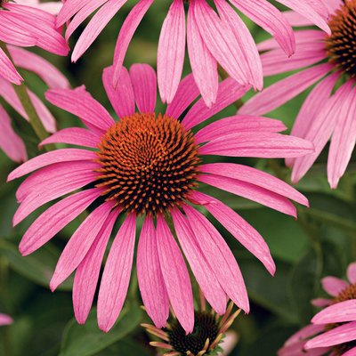 Images of Coneflower | 400x400