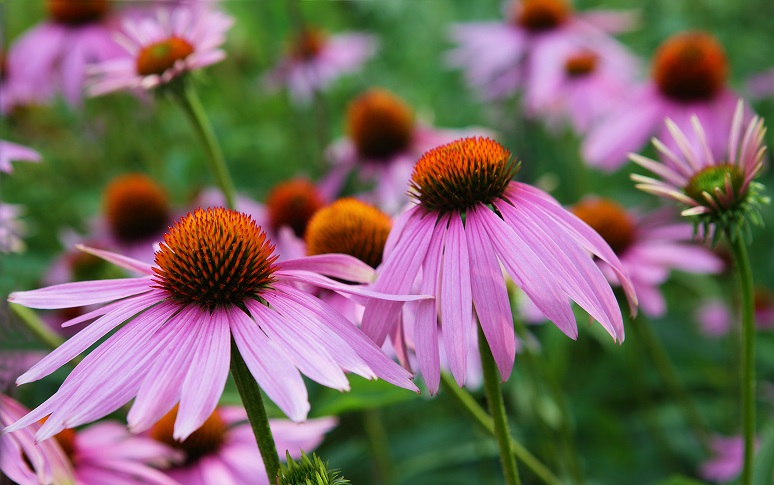 Images of Coneflower | 774x485