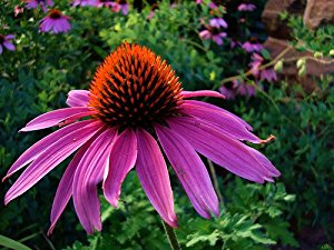 Coneflower Backgrounds on Wallpapers Vista