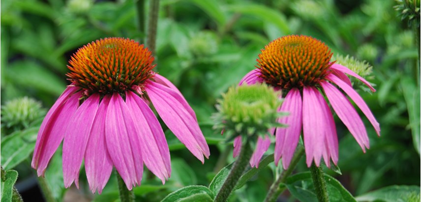 Nice wallpapers Coneflower 856x411px