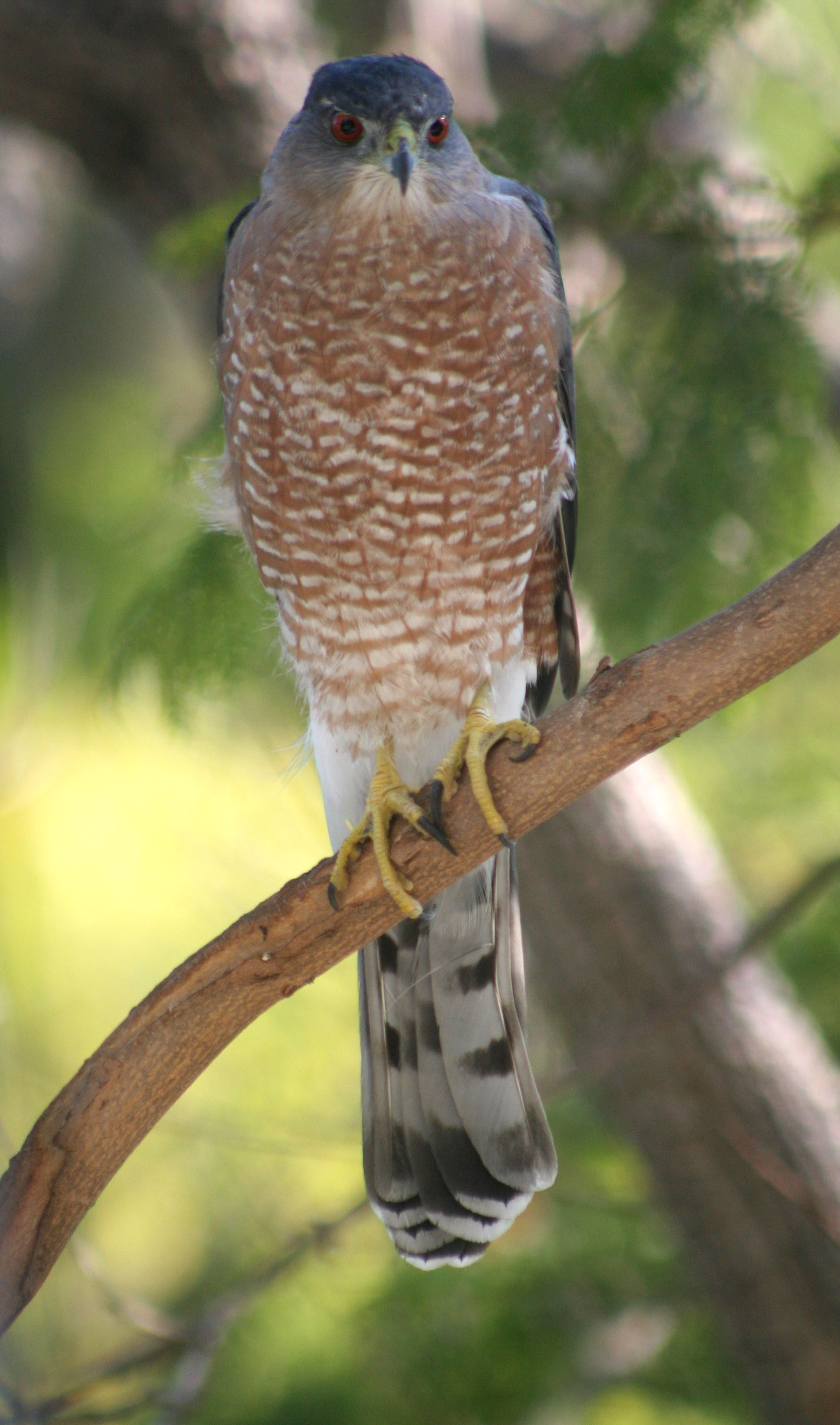 Cooper's Hawk High Quality Background on Wallpapers Vista