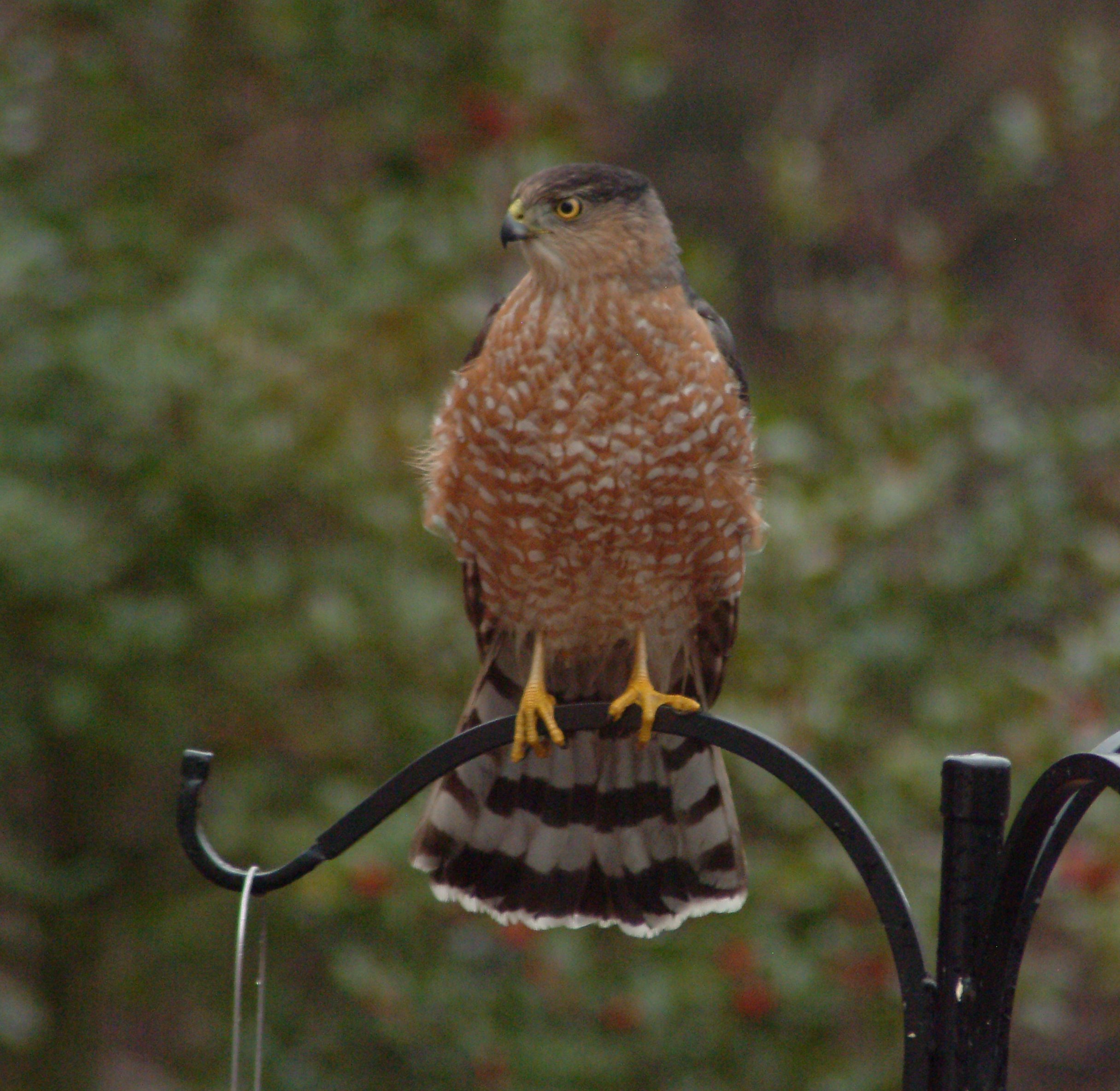 HD Quality Wallpaper | Collection: Animal, 2431x2369 Cooper's Hawk