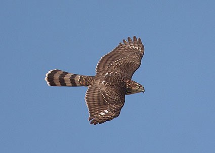 Amazing Cooper's Hawk Pictures & Backgrounds