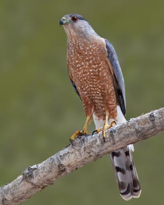 Amazing Cooper's Hawk Pictures & Backgrounds