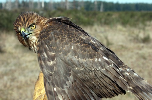 Cooper's Hawk High Quality Background on Wallpapers Vista