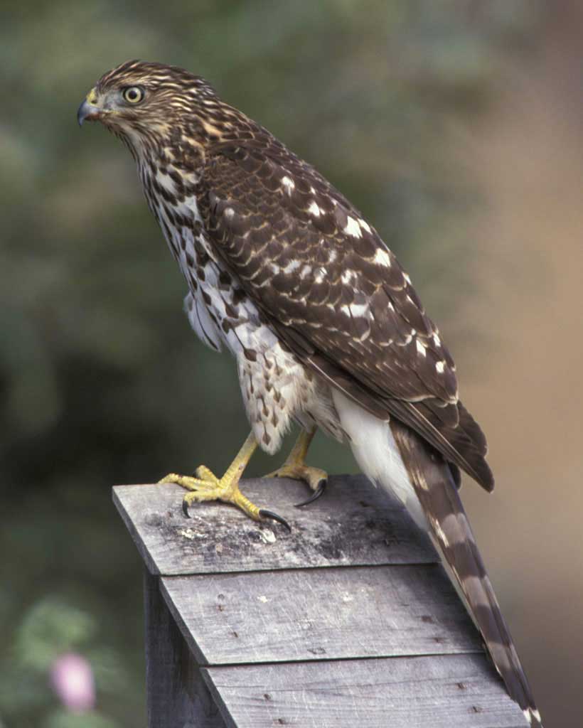 HD Quality Wallpaper | Collection: Animal, 820x1024 Cooper's Hawk