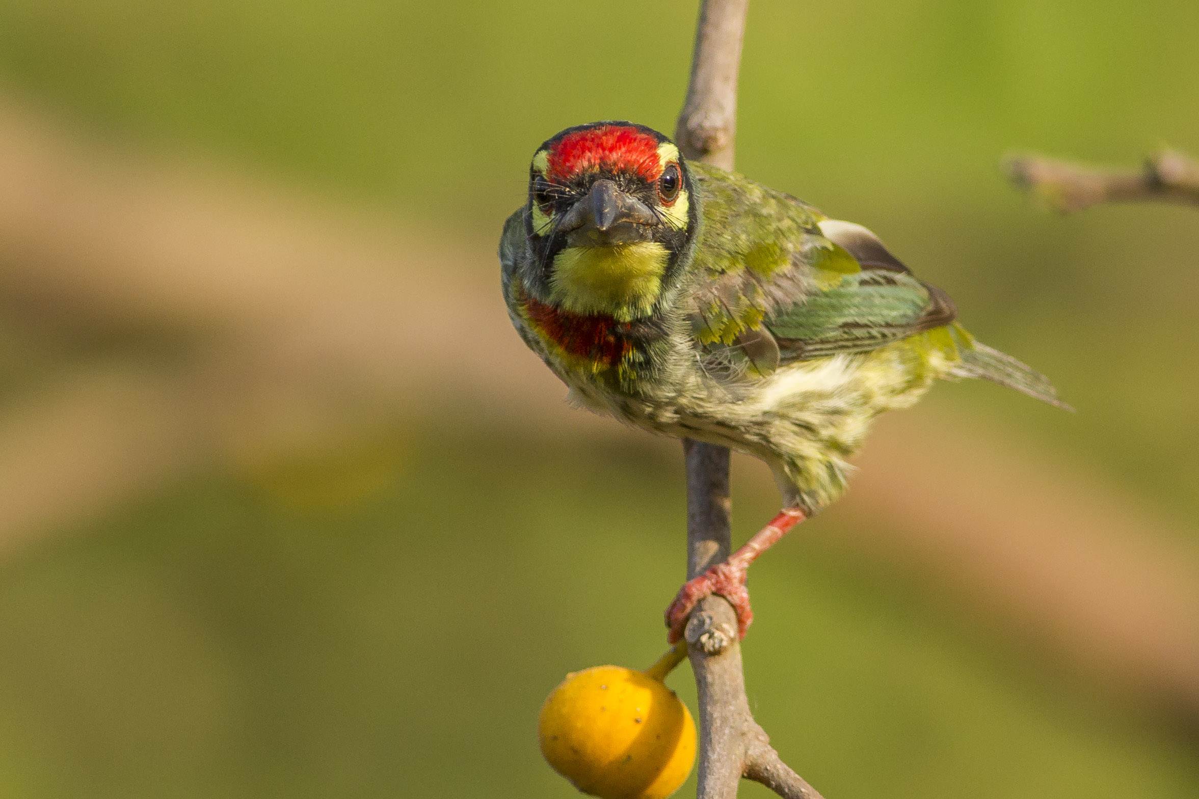 Images of Coppersmith Barbet | 2353x1569