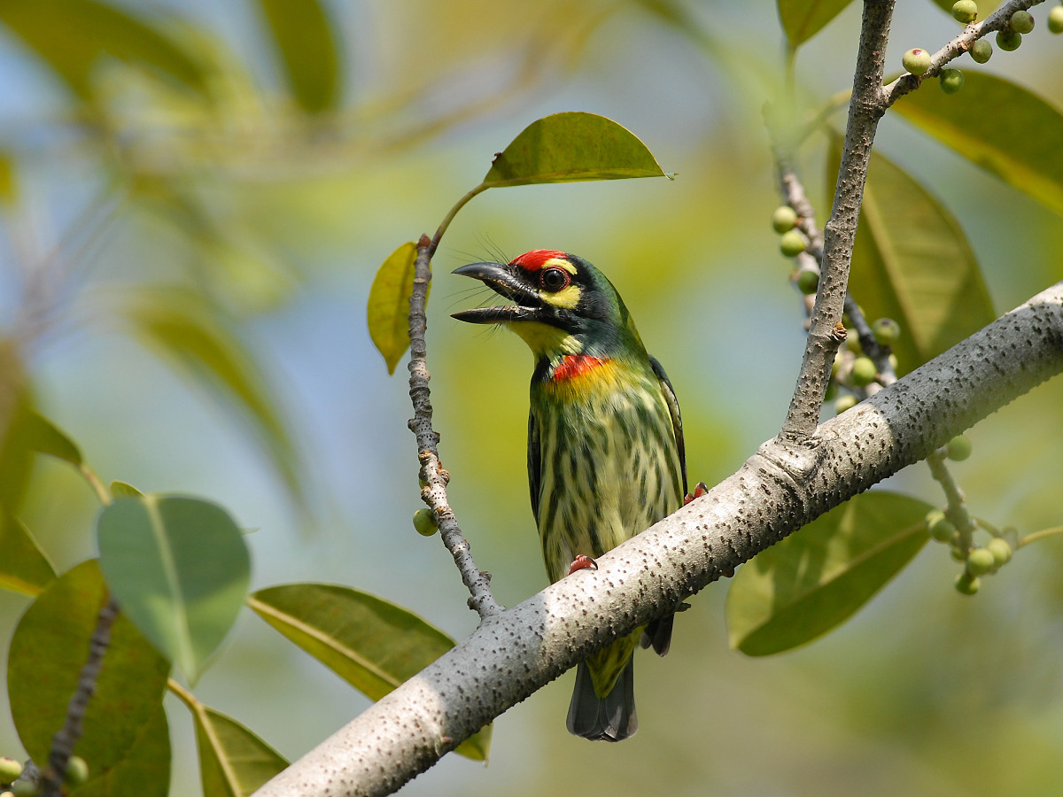 HD Quality Wallpaper | Collection: Animal, 1200x900 Coppersmith Barbet