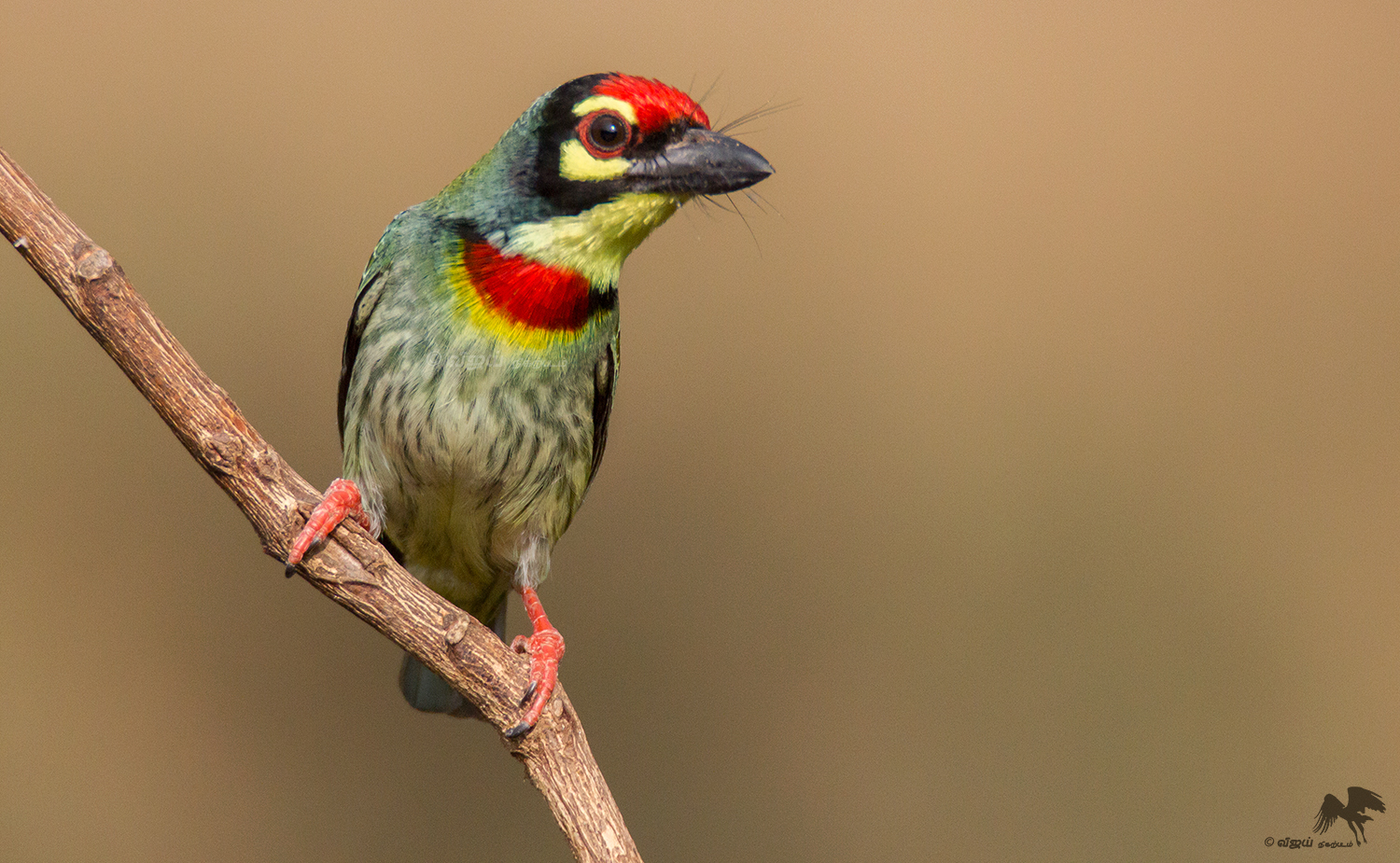 HQ Coppersmith Barbet Wallpapers | File 992.13Kb