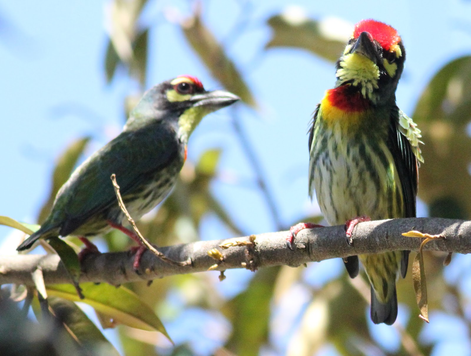 Coppersmith Barbet Backgrounds, Compatible - PC, Mobile, Gadgets| 1600x1210 px