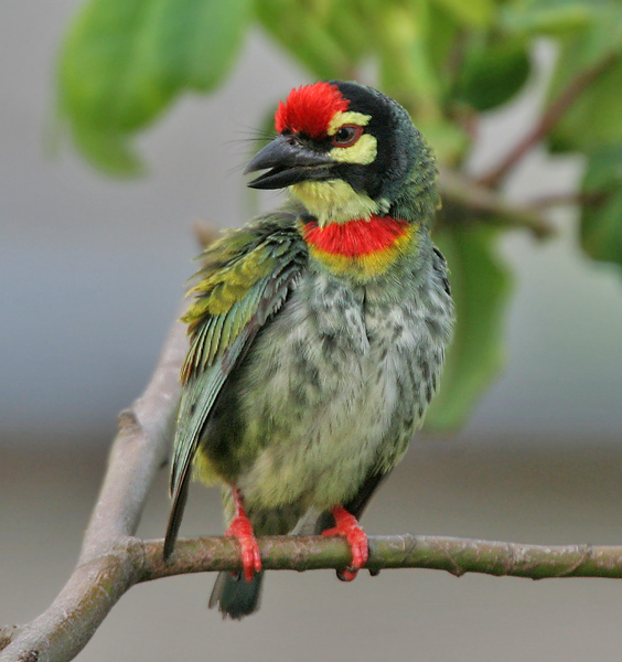 Amazing Coppersmith Barbet Pictures & Backgrounds