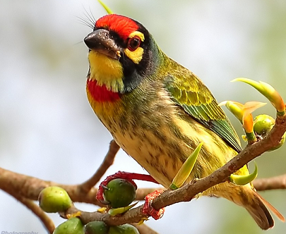 Coppersmith Barbet Backgrounds on Wallpapers Vista