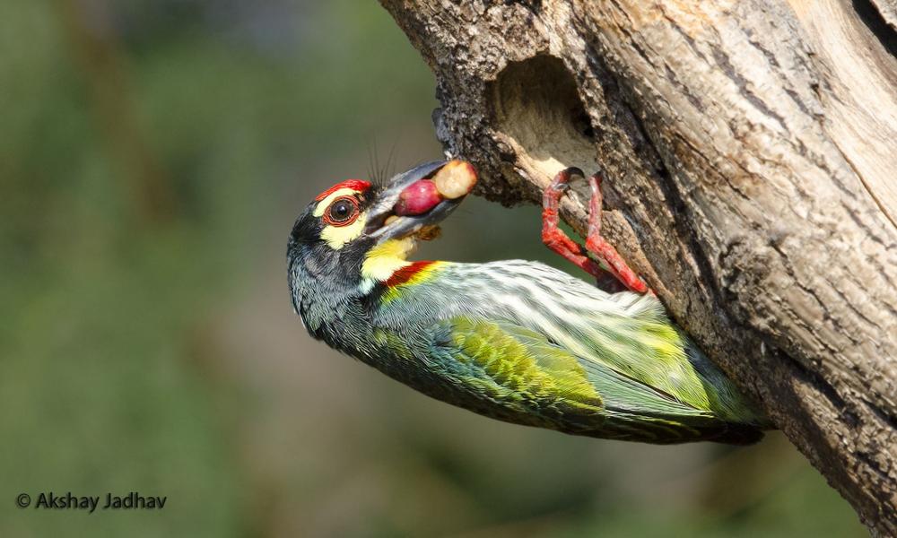 Coppersmith Barbet Backgrounds, Compatible - PC, Mobile, Gadgets| 1000x600 px