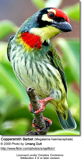 High Resolution Wallpaper | Coppersmith Barbet 283x552 px