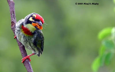 High Resolution Wallpaper | Coppersmith Barbet 400x251 px