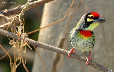 Coppersmith Barbet Backgrounds, Compatible - PC, Mobile, Gadgets| 400x254 px