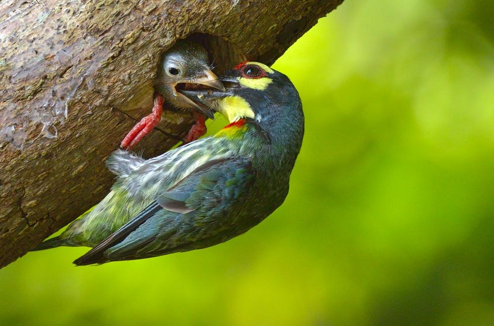 Images of Coppersmith Barbet | 1000x659