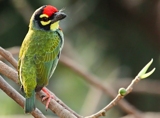 Images of Coppersmith Barbet | 550x404