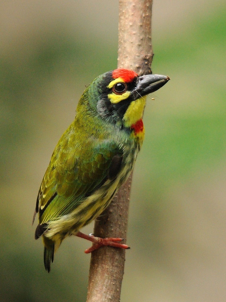 Coppersmith Barbet High Quality Background on Wallpapers Vista