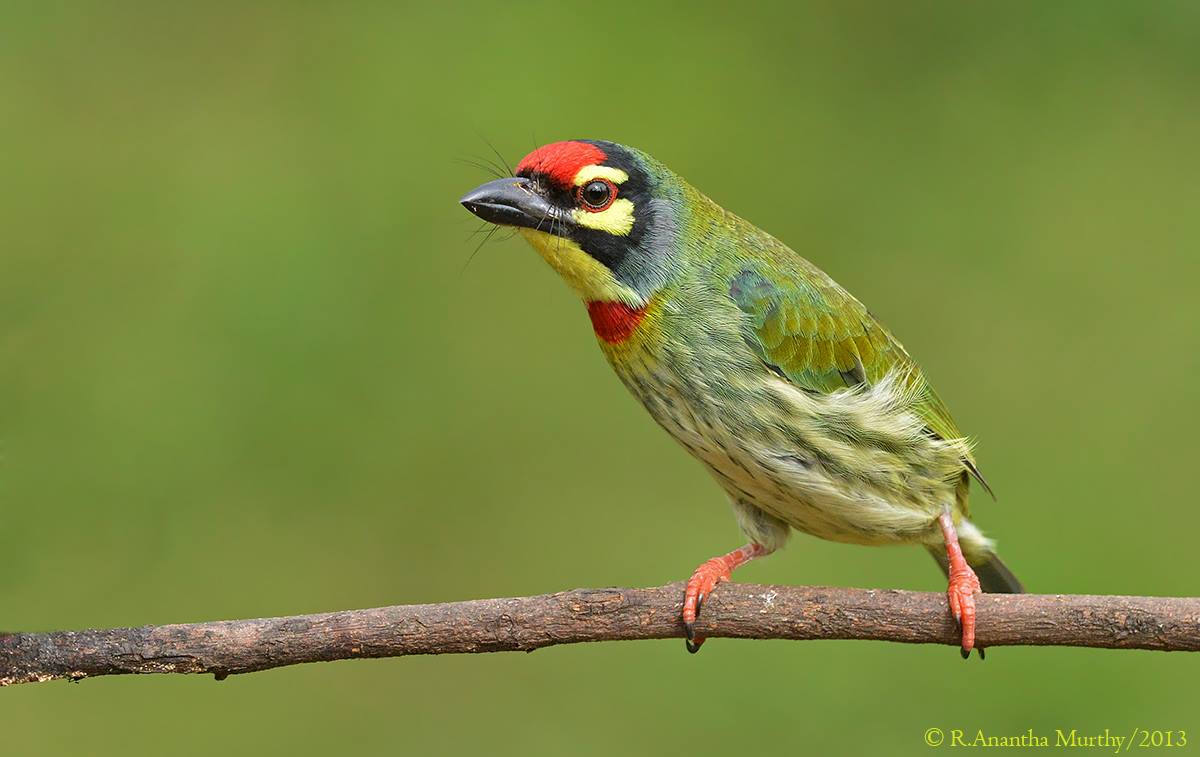Images of Coppersmith Barbet | 1200x757