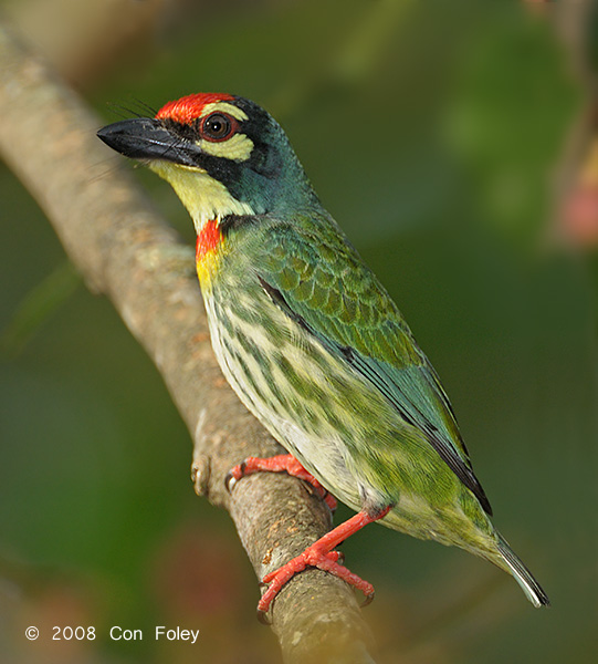 Nice Images Collection: Coppersmith Barbet Desktop Wallpapers
