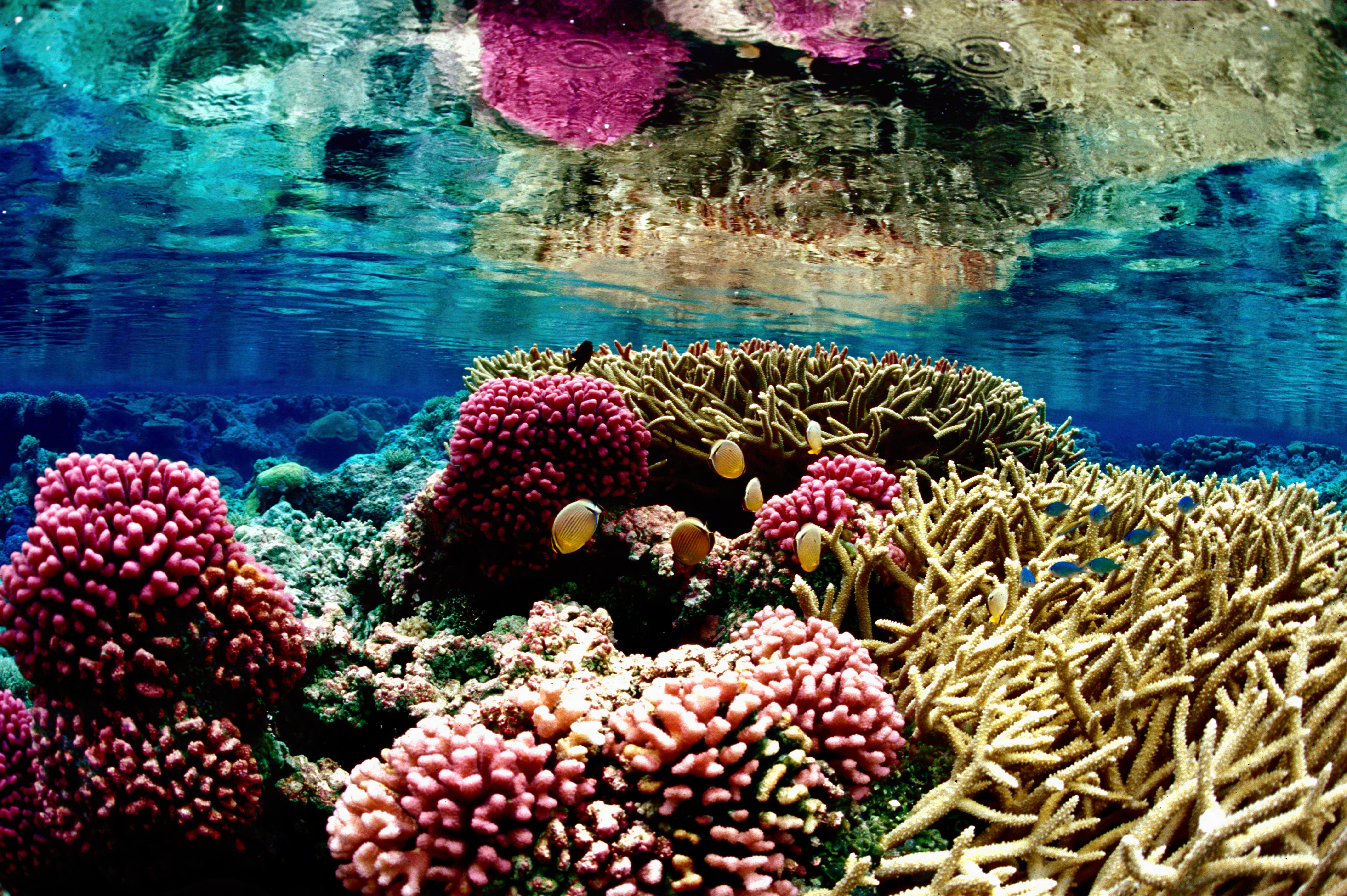 Amazing Coral Pictures & Backgrounds