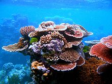 Amazing Coral Pictures & Backgrounds