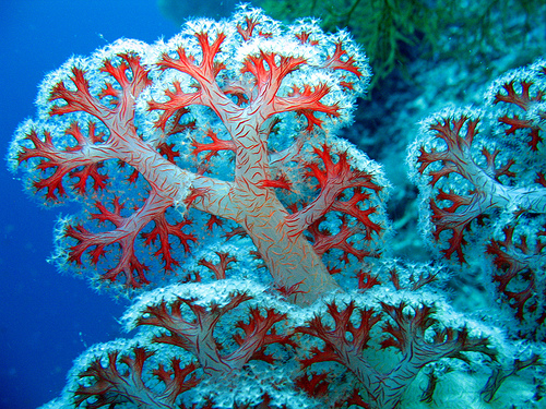 Nice wallpapers Coral 500x375px