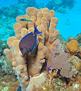Nice Images Collection: Coral Desktop Wallpapers