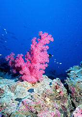 Coral Pics, Animal Collection