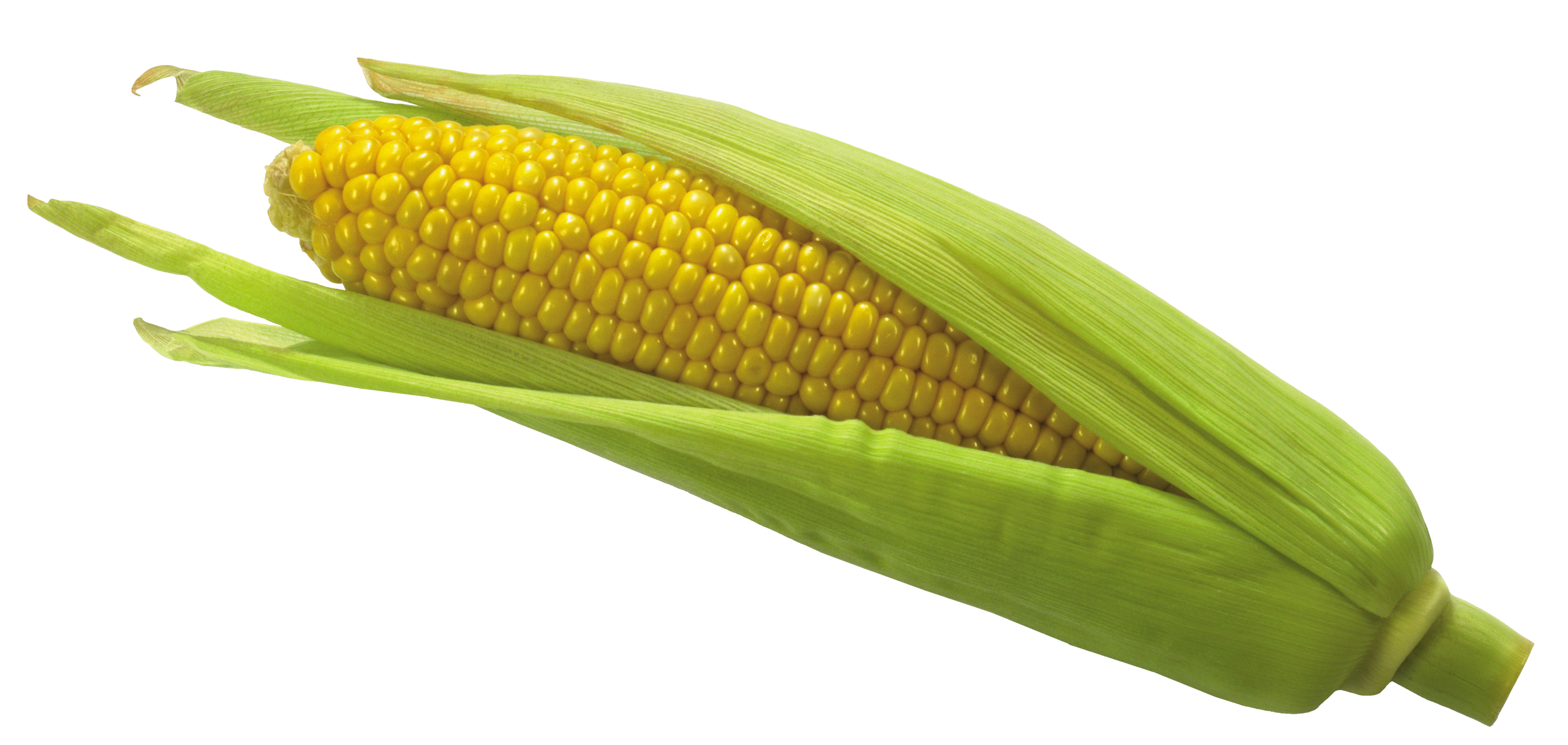 Nice Images Collection: Corn Desktop Wallpapers