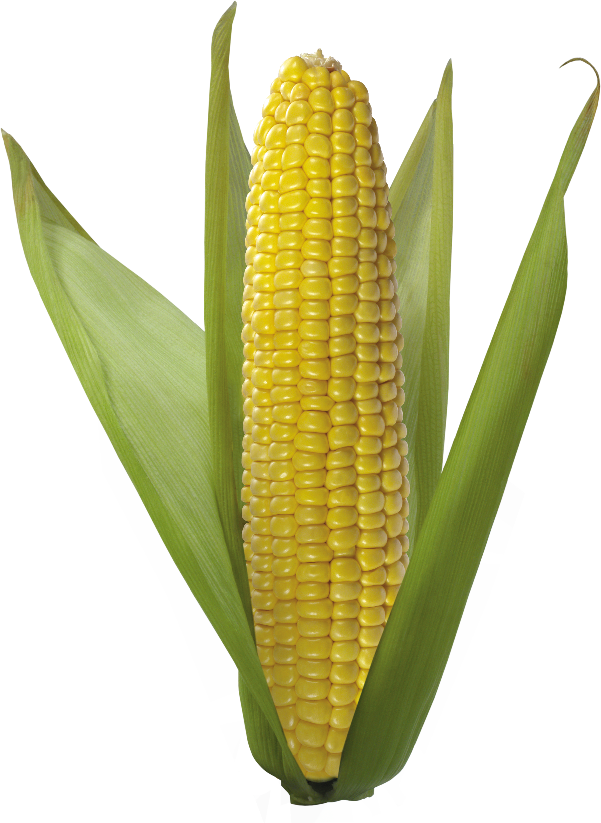 Corn Pics, Food Collection