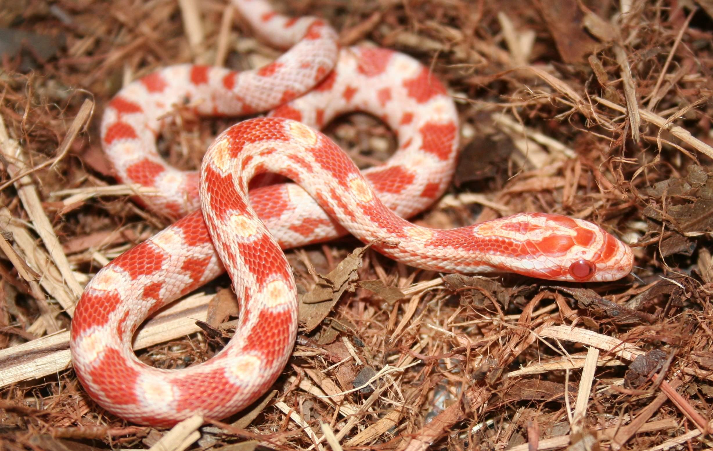 Corn Snake Backgrounds, Compatible - PC, Mobile, Gadgets| 2456x1556 px
