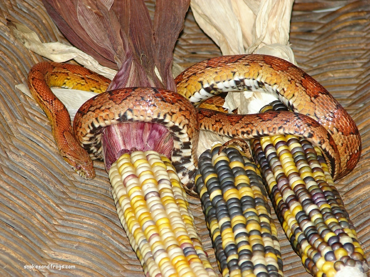 Corn Snake HD wallpapers, Desktop wallpaper - most viewed