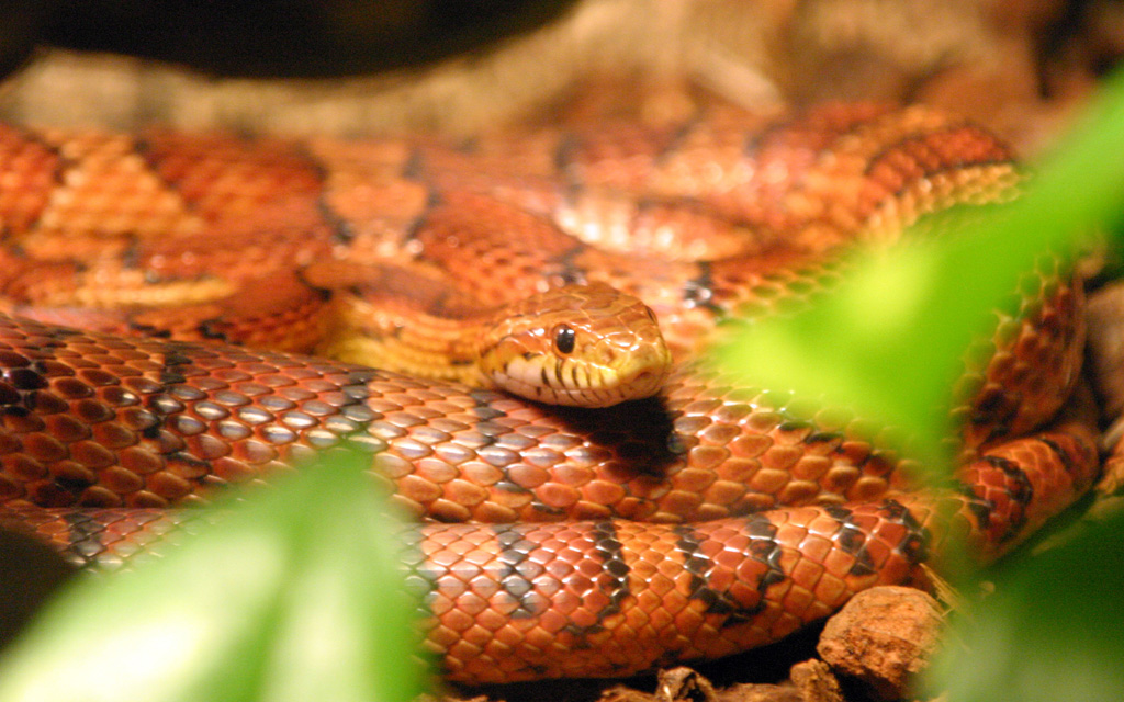 Nice Images Collection: Corn Snake Desktop Wallpapers