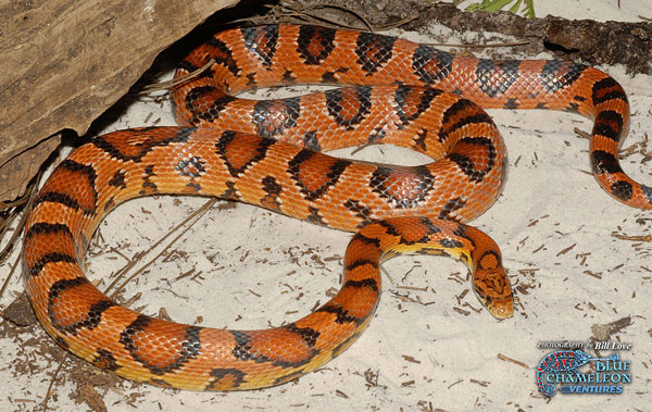 Corn Snake High Quality Background on Wallpapers Vista