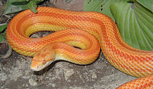 Images of Corn Snake | 220x128