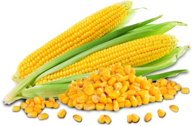 Corn Backgrounds on Wallpapers Vista